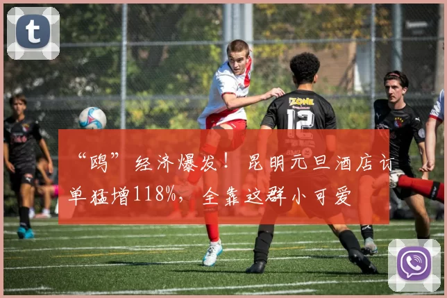 “鸥”经济爆发！昆明元旦酒店订单猛增118%，全靠这群小可爱